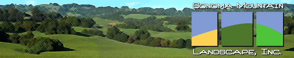 Sonoma Mountain Landscape